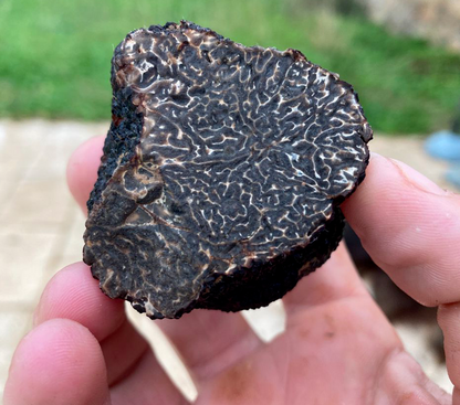 Truffe Noire Tuber melanosporum 100gr